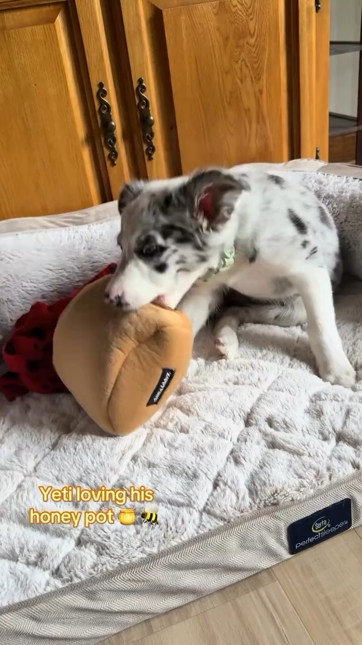 Love this enrichment toy where he has to work to get the bees out of the honey pot!! 
#aussie #australianshepherd #aussiemix #puppy #puzzledogtoy