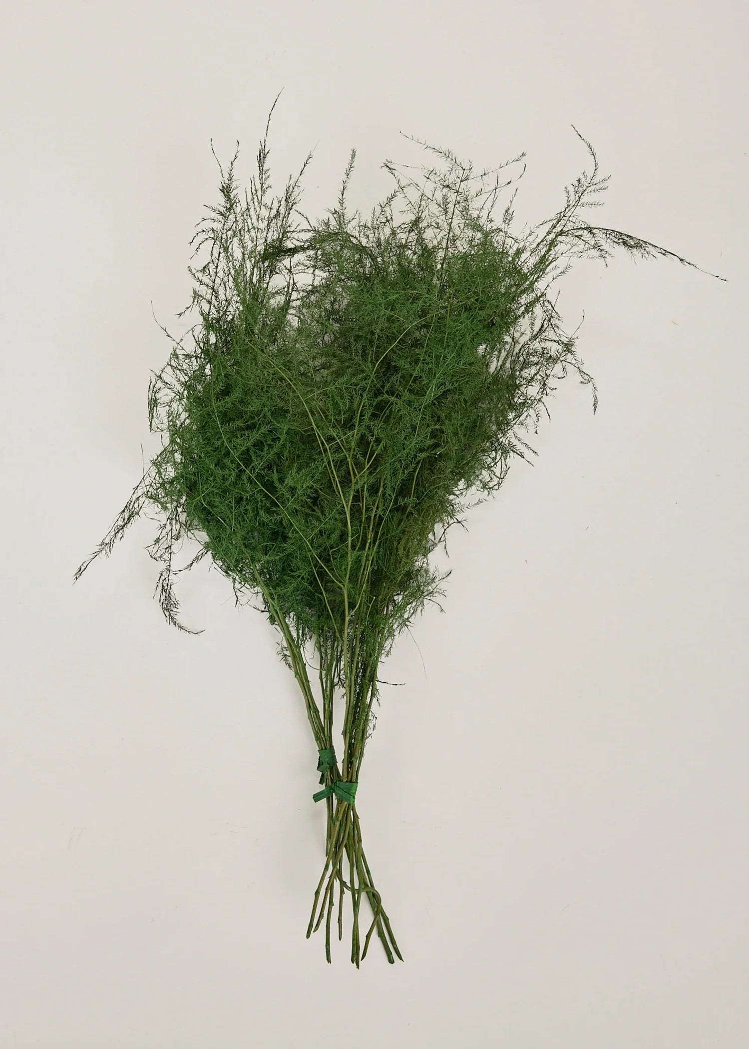Preserved Plumosus Fern | Dried Grasses at Afloral.com | Afloral