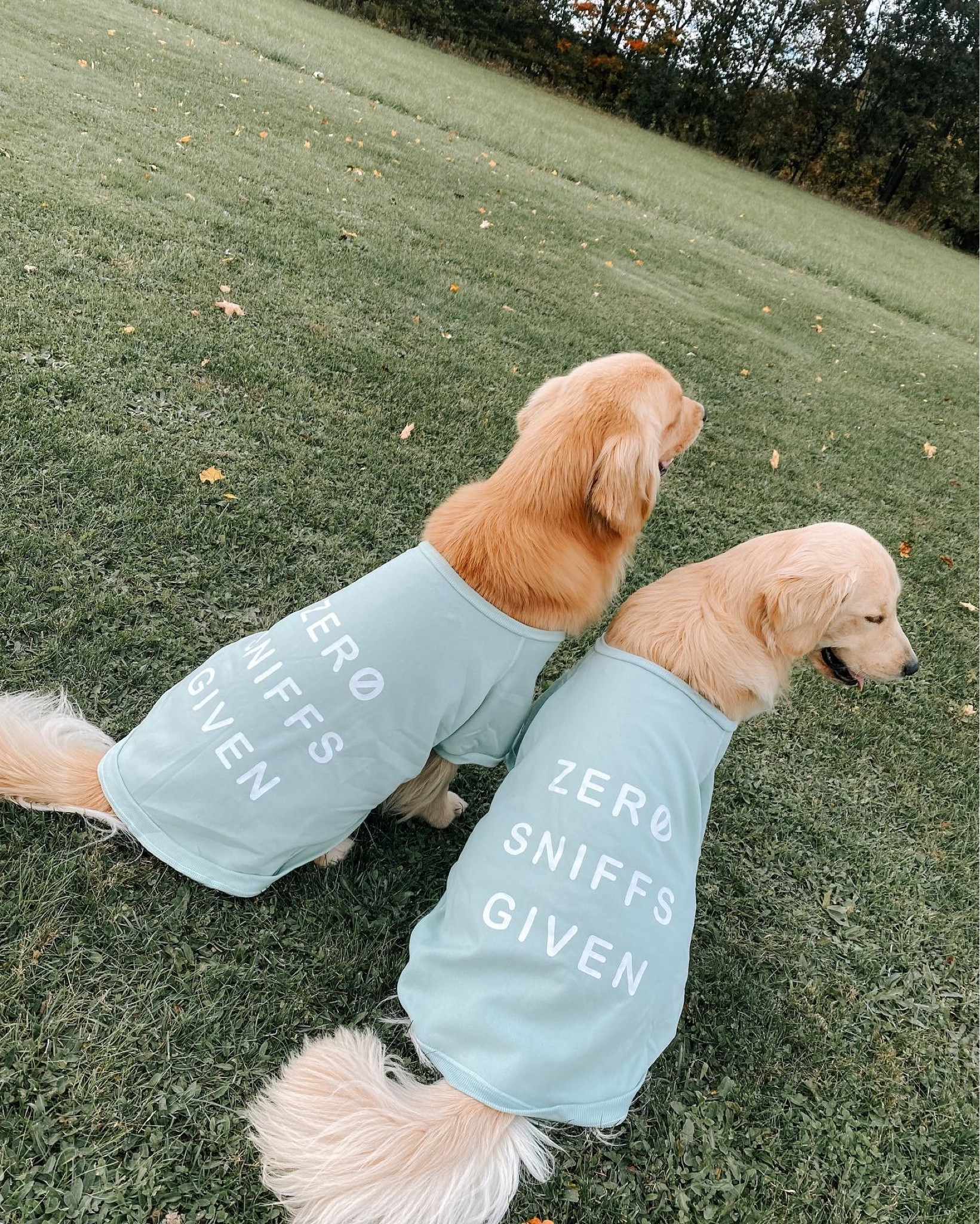 Zero Sniffs Given. Love these adorable sweatshirts!

#LTKstyletip