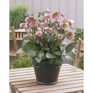 1 Gal. Dorothy's Dawn Hellebore Live Flowering Shade Perennial Plant with Pink Flowers | The Home Depot