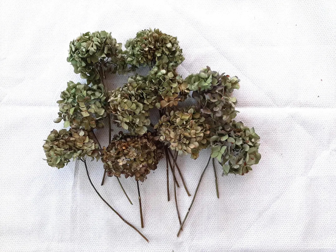 5/10 Air Dried Mophead Hydrangea Flower Stems - Etsy | Etsy (US)