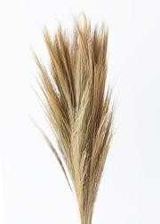 Dried Grasses Natural Ornamental Tiger Grass - 40" | Afloral (US)
