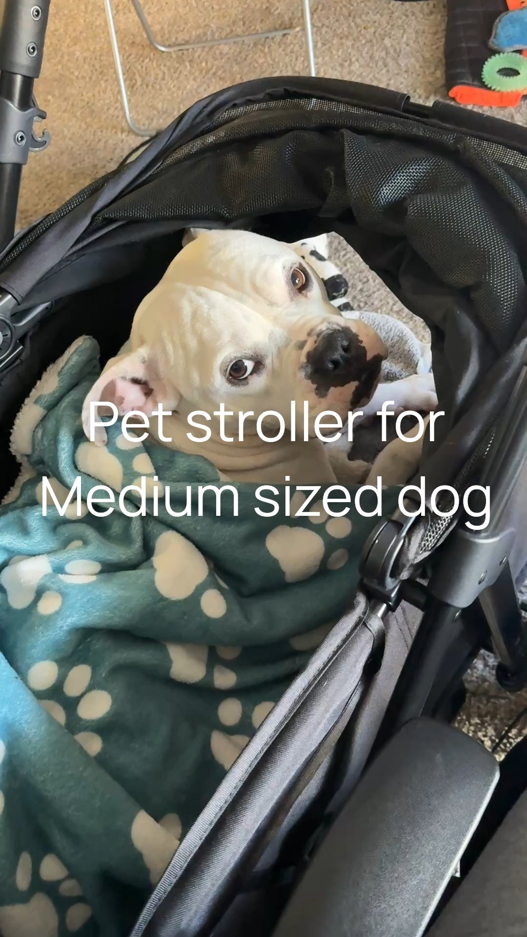 I love to have my American bully next to me when I work just so I can reach over and give him lots of pets and the stroller works and it’s got great wheels so I can take him on walks whenever there’s no dog policy and shut the top so he can take a nap!

#LTKvlog #LTKBaby #LTKmomlife