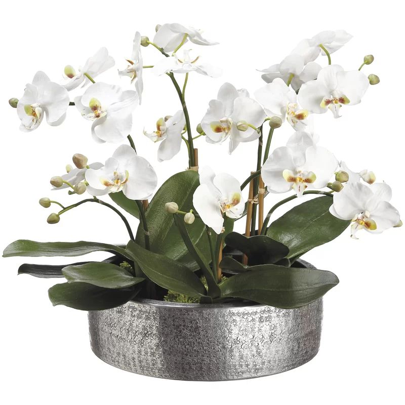 Phalaenopsis Orchid Floral Arrangement in Planter | Wayfair North America