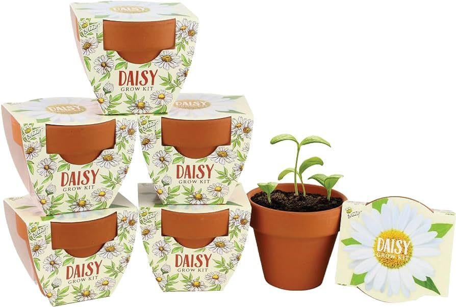 BUZZY Terracotta Mini Grow Pots | Mini Daisy 6-Pack | Daydream Collection | Best Gardening Gifts,... | Amazon (US)