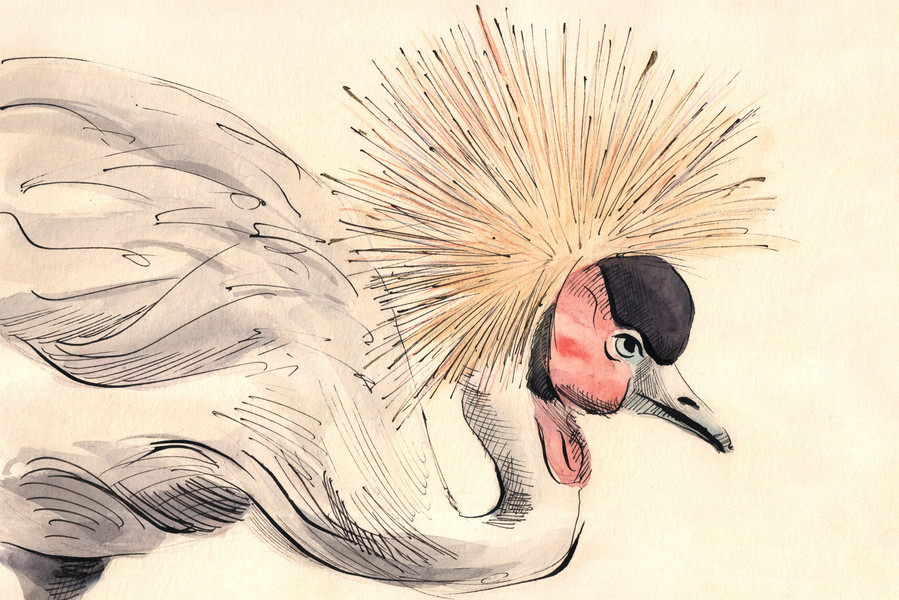 Crowned crane | Artfully Walls