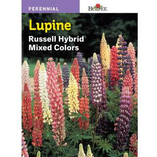 Lupine Russell Hybrid Mix | The Home Depot