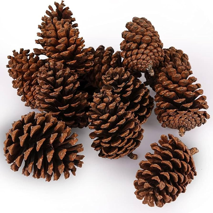 JOHOUSE 3.5-5Inch Natural Pine Cones Crafts, Natural Pinecone Ornaments Vase Fillers for Autumn a... | Amazon (US)