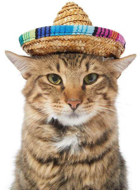 FRISCO Dog & Cat Sombrero Hat, X-Small/Small - Chewy.com | Chewy.com