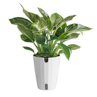 Costa Farms Philodendron Birkin Indoor Plant in 6 in. Self-Watering Decor Pot, Average Shipping H... | The Home Depot