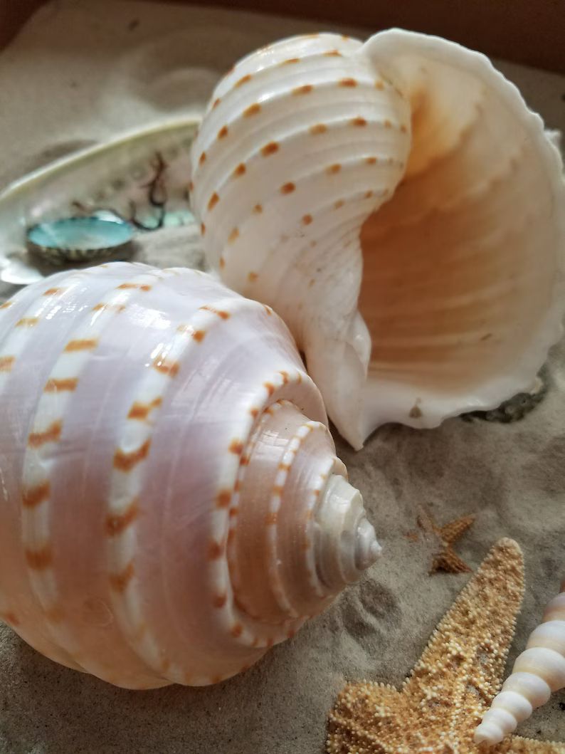 Large Spotted Tonna Tun Shell 3-4 Sea Snail Tessalota - Etsy | Etsy (US)