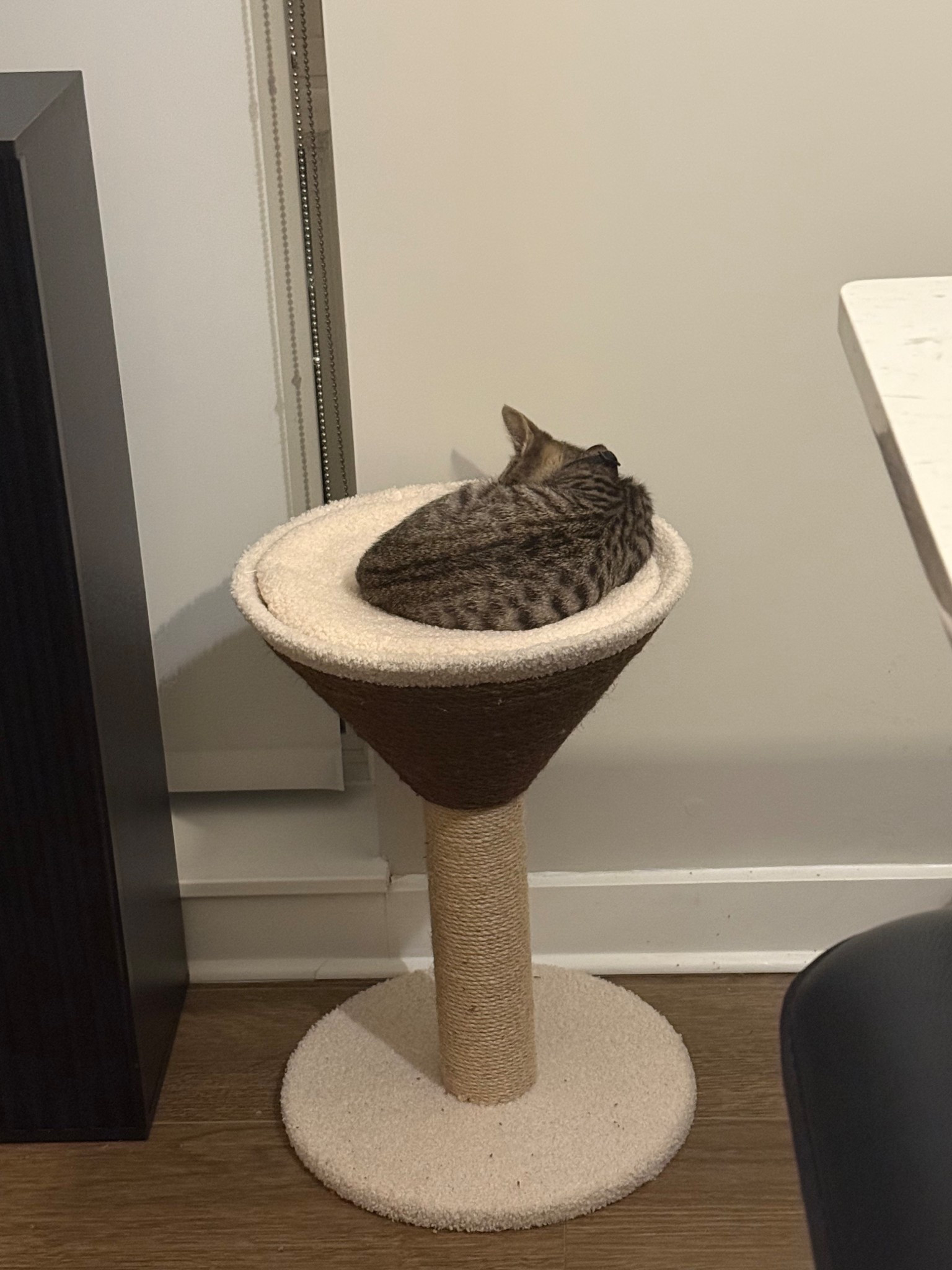 Sleepy kitty 
#pets #cats #cathome #LTKpets

#LTKHome #LTKFindsUnder50