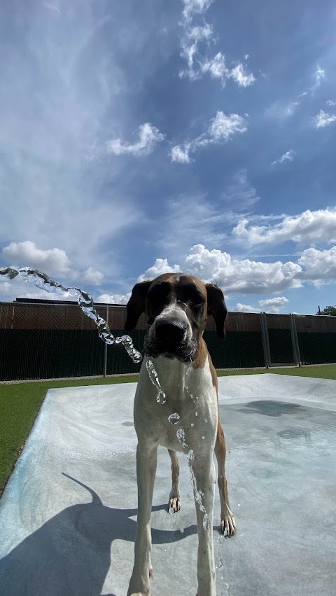 Earthrated has the best dog bags for Great Danes 💩 I've used them for years now & they have a lavender scent. They're like mini grocery bags. You can pick up their ee by avoiding your hands and tie it off where you can still carry it without feeling weird or gross. 🛍️



#LTKPets #LTKFindsUnder50