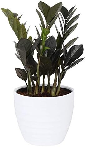 Costa Farms Raven ZZ Trending Tropicals Collection Live Indoor Plant, 12-Inch Tall, White Décor ... | Amazon (US)