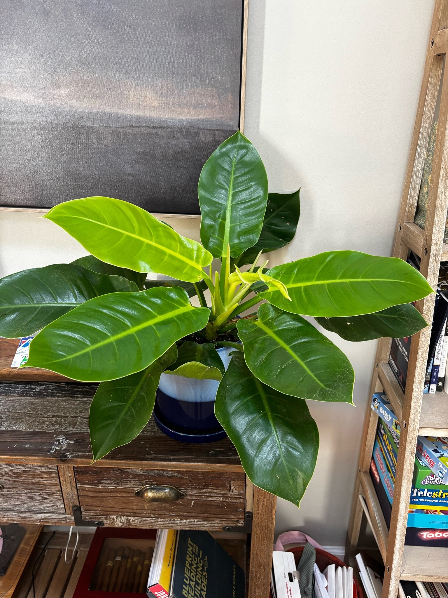 Love love love this midnight pathos! From a local store called Mahonia! If you live in Louisville definitely a must stop! Our realtor got us this when we closed on the farm! Have been using @Sol Soils on all of my plants and they have been growing like crazy!!

#LTKHome #LTKdayinmylife #LTKmorningroutine