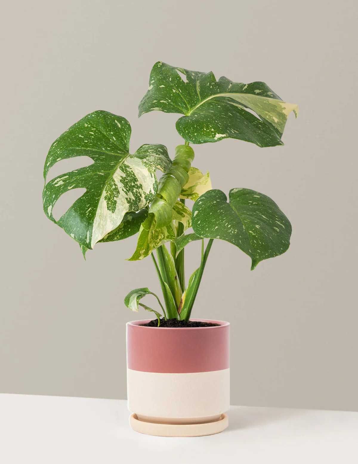 Monstera Thai Constellation | The Sill