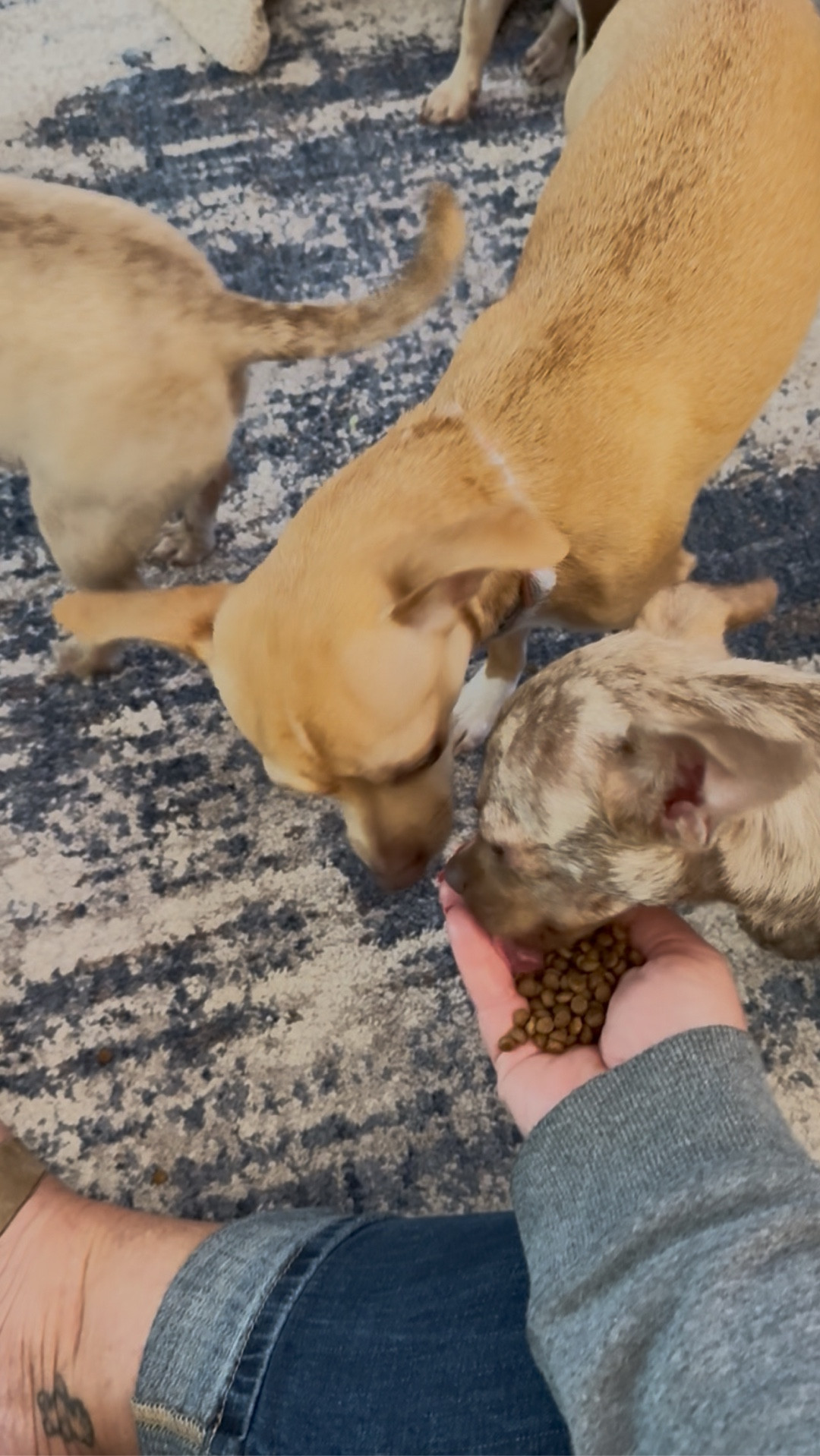 All my dogs - from 6 months to 17 years - eat the same all-life-stages food. Packed with 30+superfoods, made in small batches . 

#LTKFindsUnder50 #LTKPets