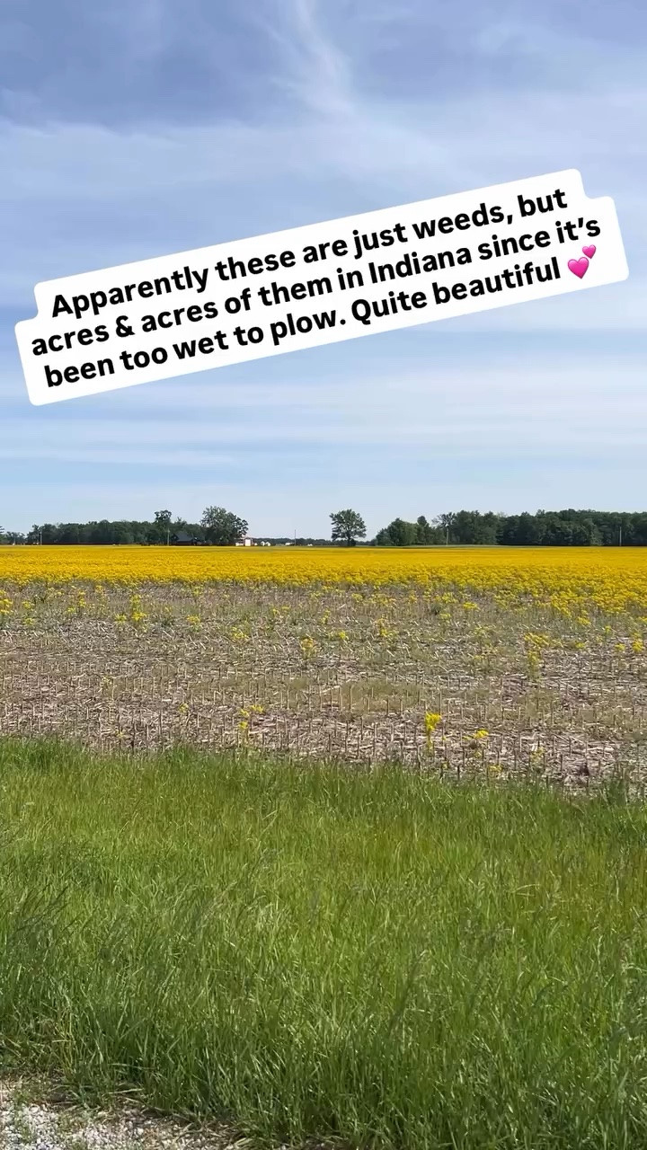 Apparently these are just weeds, but acres & acres of them in Indiana since it’s been too wet to plow. Quite beautiful 💕

Just had to share 🥰

#LTKdayinmylife #LTKvlog