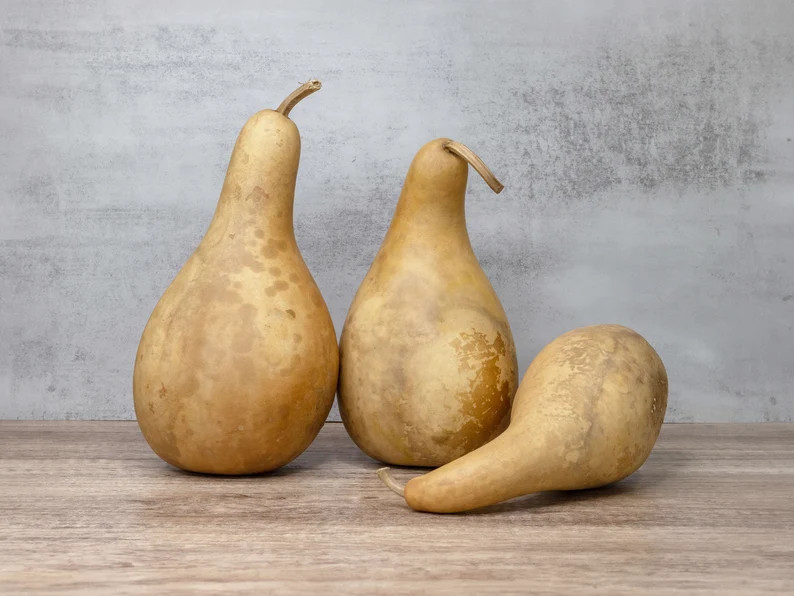 3 Penguin Gourds - 8"-10", Dried Gourds for Crafting and Decorating | Etsy (Global)