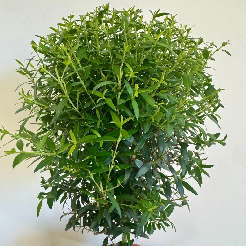 LIVE 6 inch pot Myrtle Topiary, Myrtus Bonsai Tree, Housewarming gift, Thank you gift, Office gif... | Etsy (US)