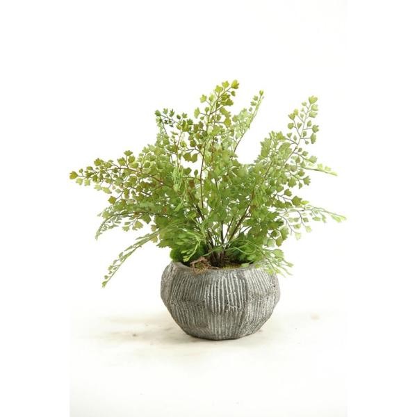 D&W Silks Indoor Flat Iron Fern in Concrete Bowl-156036 - The Home Depot | The Home Depot