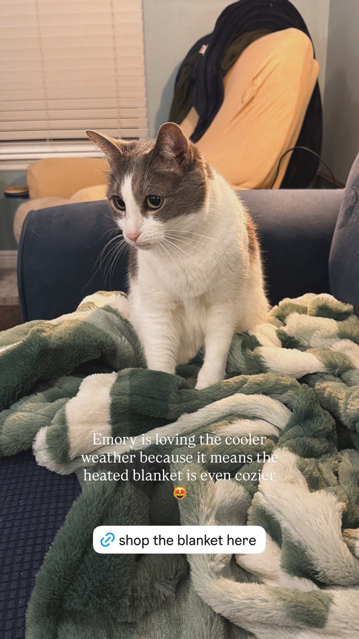 Heated blanket season is in full swing and the cats are thrilled 😻

#LTKHome #LTKFindsUnder100 #LTKSeasonal