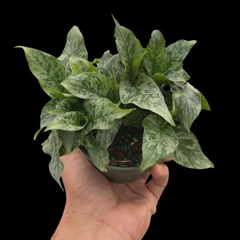 Schismatoglottis Thailand Plant | Rare Tropical Houseplant with Ornamental Foliage (4" Pot) | Etsy (Global)
