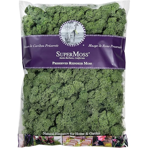 SuperMoss (23081) Reindeer Moss Preserved Bag, 4 oz, Basil | Amazon (US)