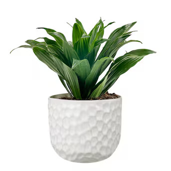 Lowe's Dracaena House plant in 1.4 Quart(s) Planter 1 -Pack Lowes.com | Lowe's