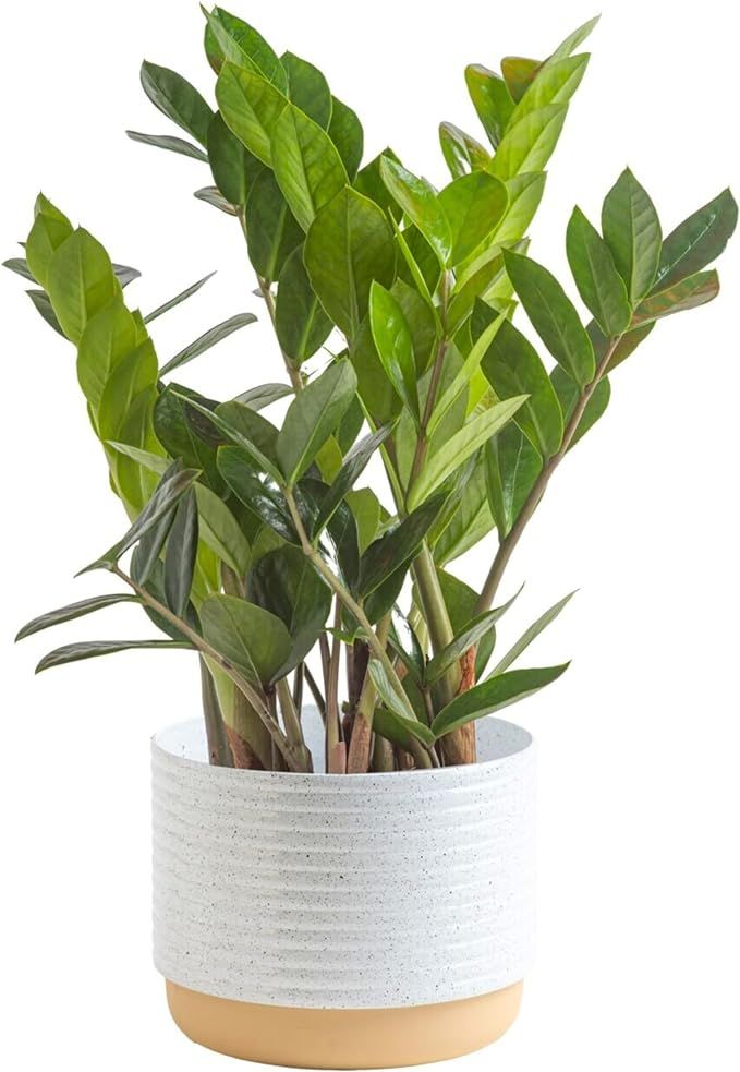Costa Farms ZZ Plant, Live Indoor Houseplant in Modern Decor Planter, Natural Air Purifier in Pot... | Amazon (US)
