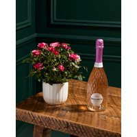 Flower Market Gigi Rose in Ceramic Pot with Prosecco | Marks & Spencer (UK)