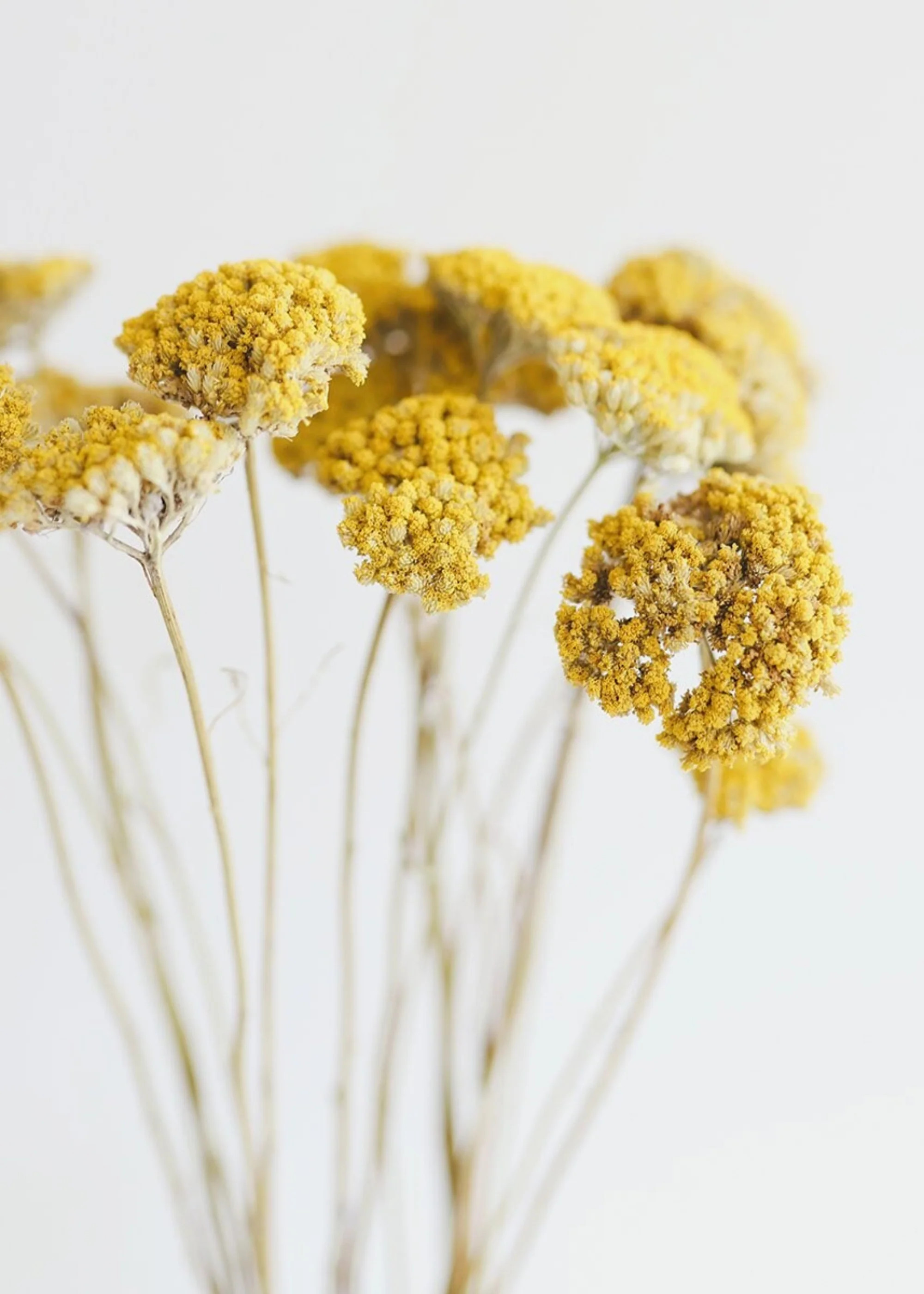 Bundle of 10 Yellow Yarrow Dried Flowers - 18-28" | Afloral