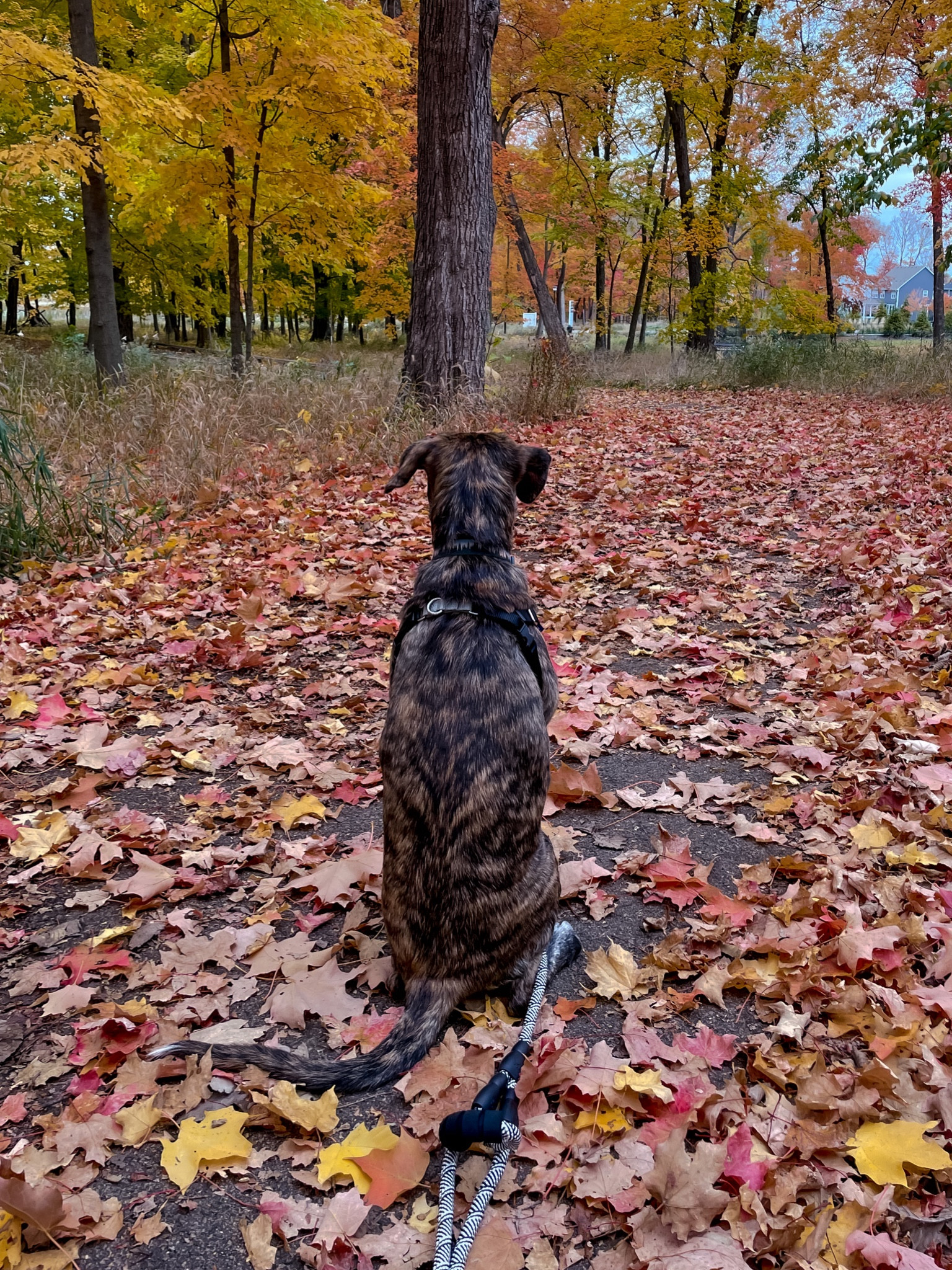 New training leash for olive that our trainer recommended!!!! 

#LTKfamily #LTKunder50