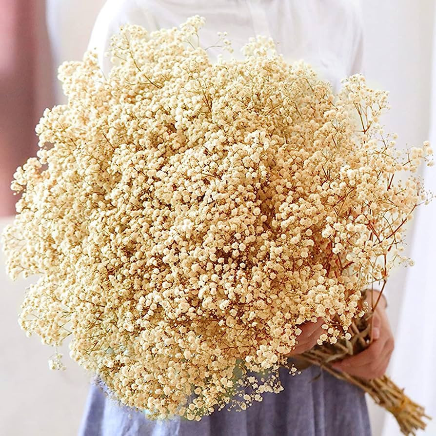 beerfingo Dried-Babys-Breath-Flowers-Bouquet-17 inch 5000+ Ivory White Flowers, Natural Gypsophil... | Amazon (US)