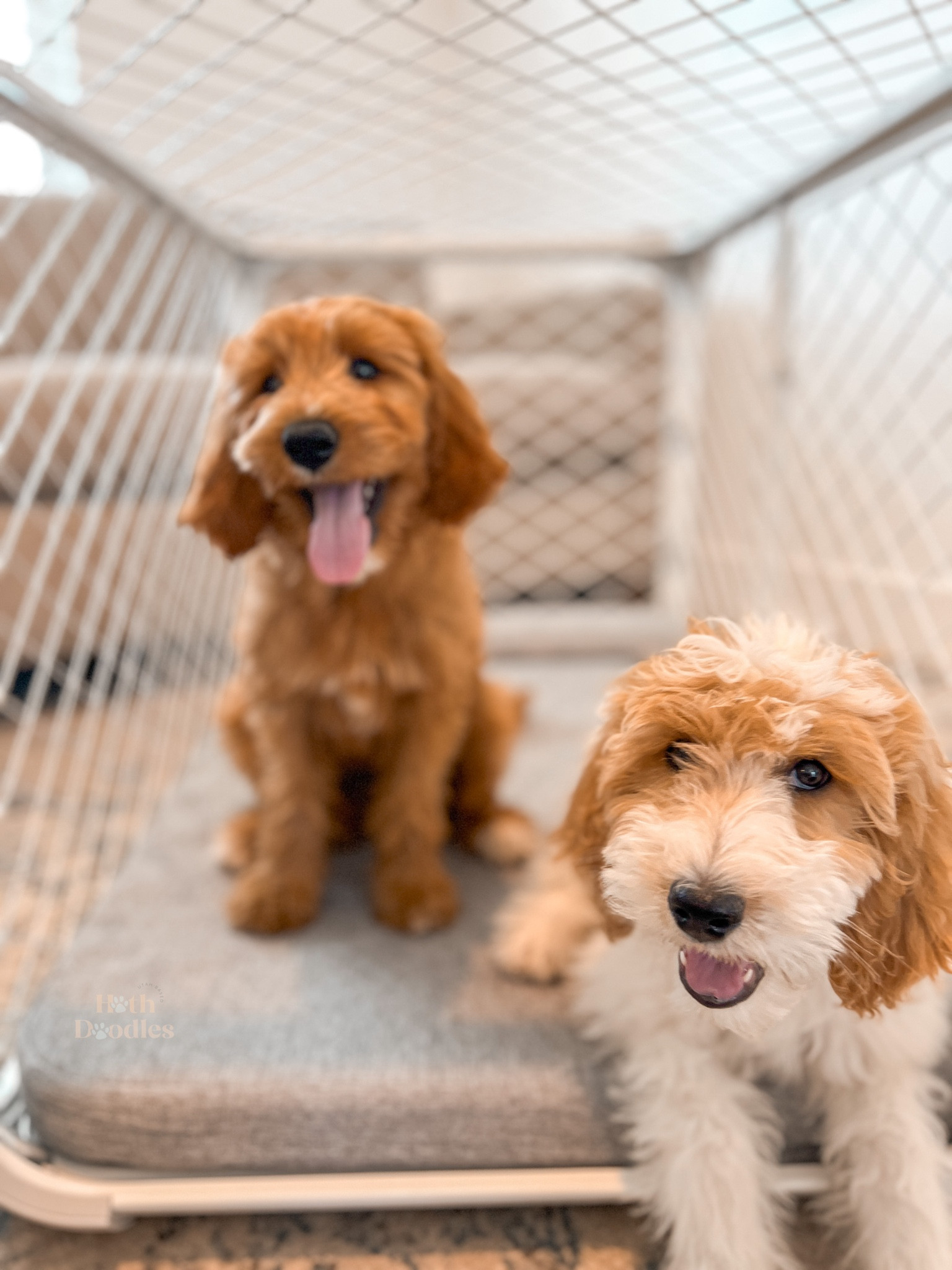 a dog mom MUST have 😍

#LTKhome #LTKfamily