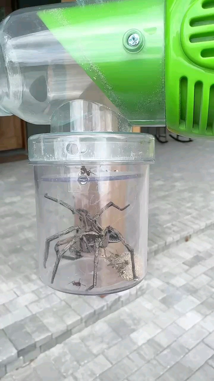 Catch bugs, not fear! 🌎🦋 #PlayBugVacuum #TinyExplorer #EcoAdventure

#LTKFindsUnder50 #LTKKids #LTKFindsUnder100