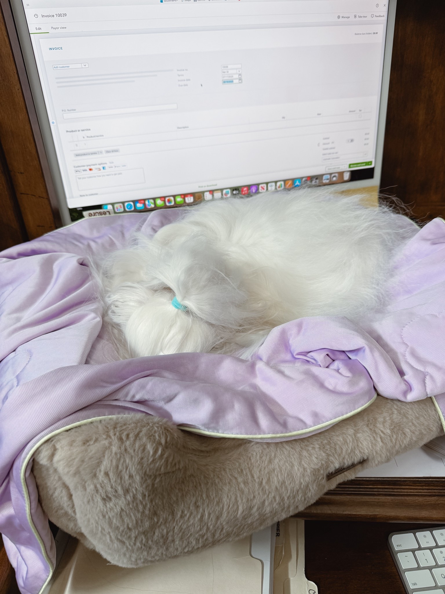 Emmy’s Monday mood 😂 She’s comfortable in her bed with her cooling blanket while mom works. 

#LTKPets