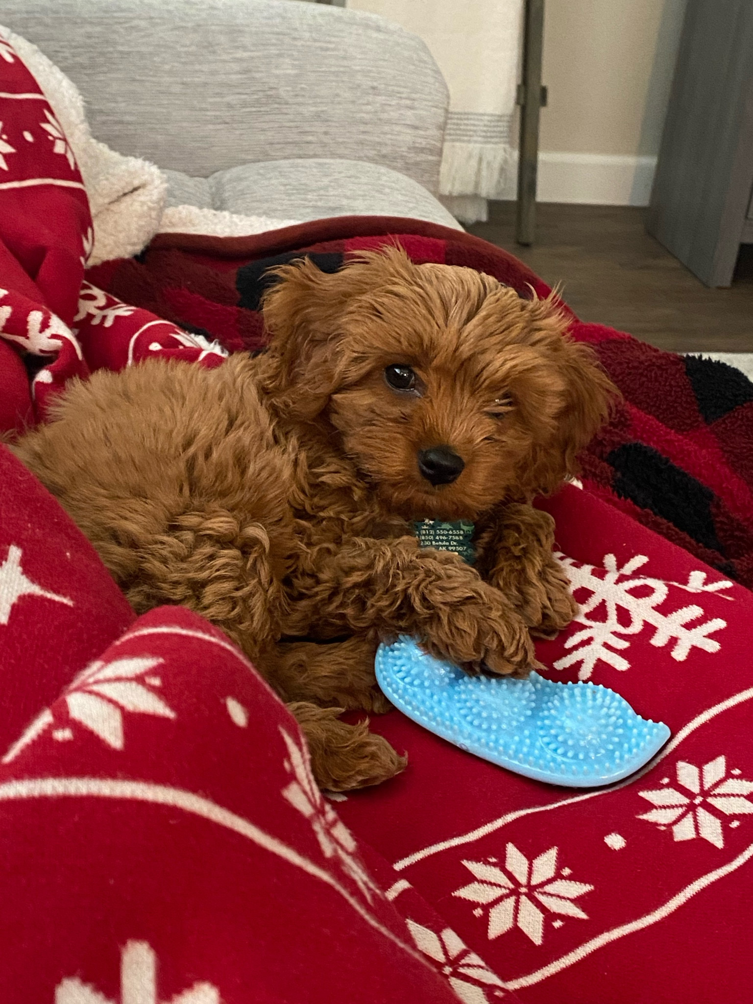 Puppy teething toys #cavapoo #puppy 

#LTKunder100 #LTKunder50