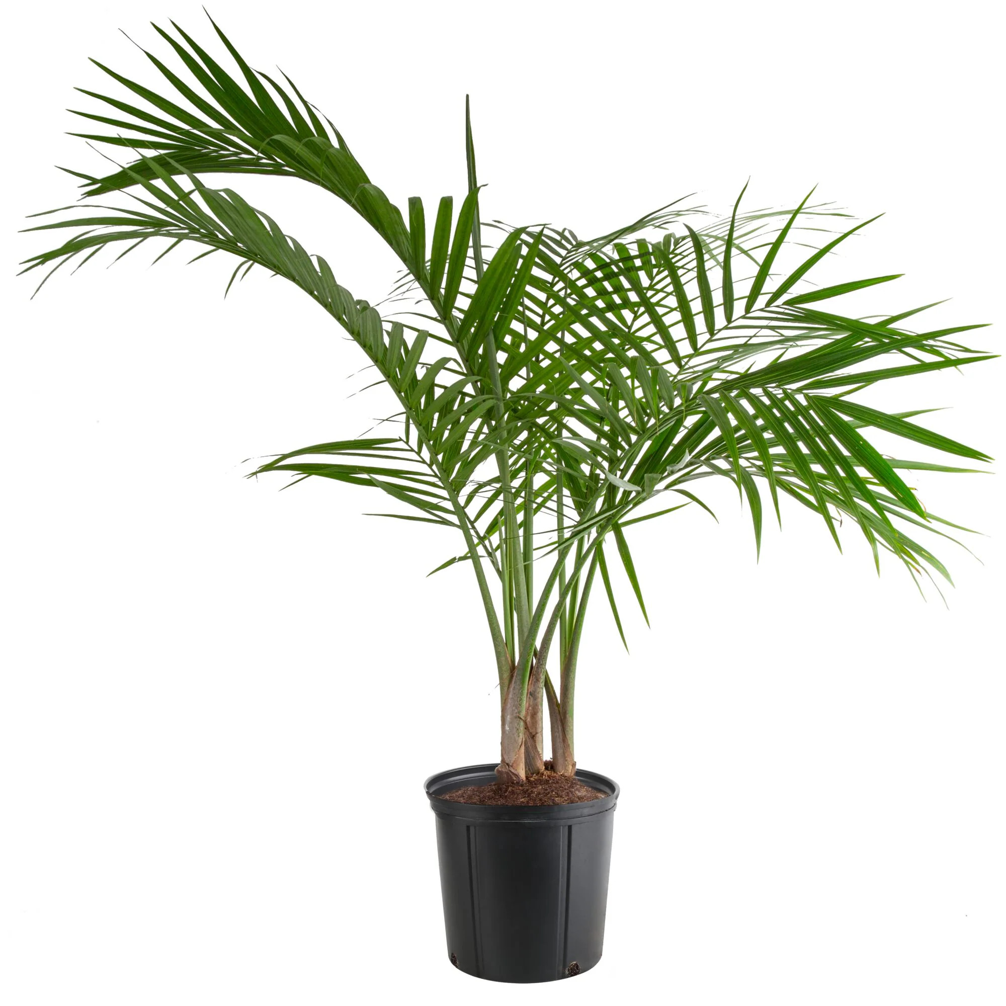 Costa Farms Majesty Palm Tree, House plant in 10 Inch(es) Pot 1 -Pack one_size | CO.MP10.1.GP.BLK | Lowe's