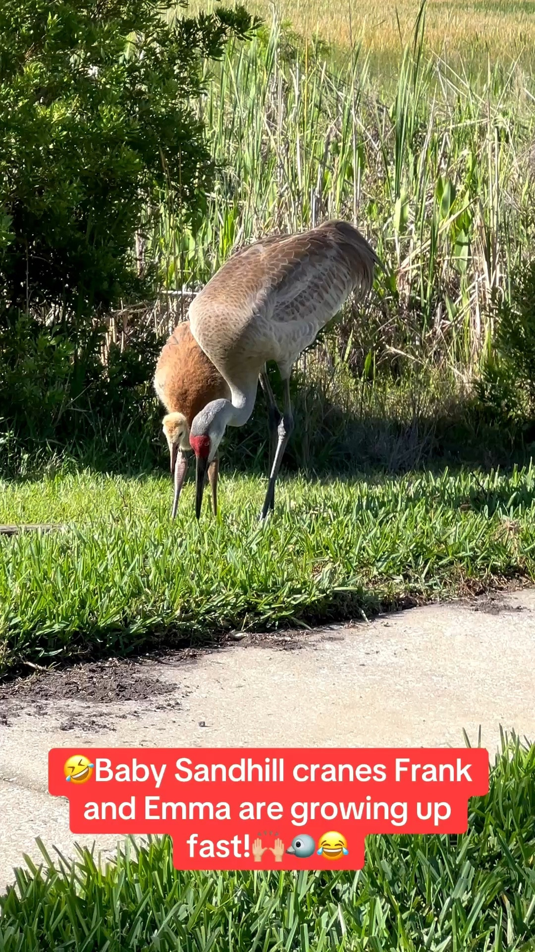 Walking in my Hoka sneakers this morning, I saw the baby Sandhill cranes Frank and Emma. They are growing up so fast!

They are so cute. I love seeing them! Linking my Hoka sneakers!

#LTKSeasonal #LTKOver40 #LTKU #LTKTravel #LTKgrwm #LTKootd #LTKMidsize #LTKActive #LTKfitnessgoals #LTKvlog
