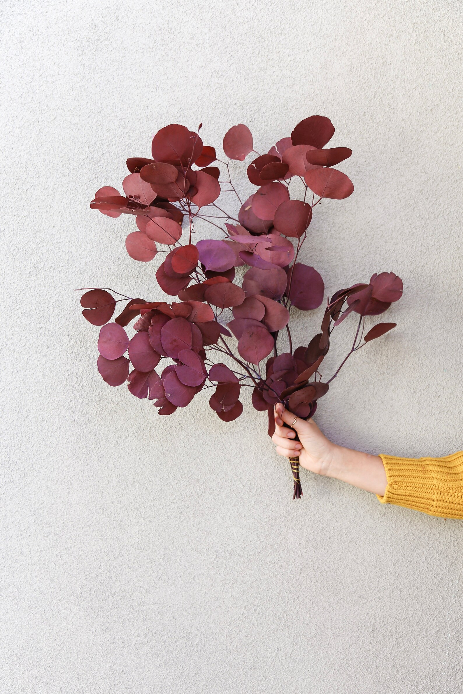 Red Dried Eucalyptus Cinerea  Red Preserved Eucalyptus  - Etsy | Etsy (US)