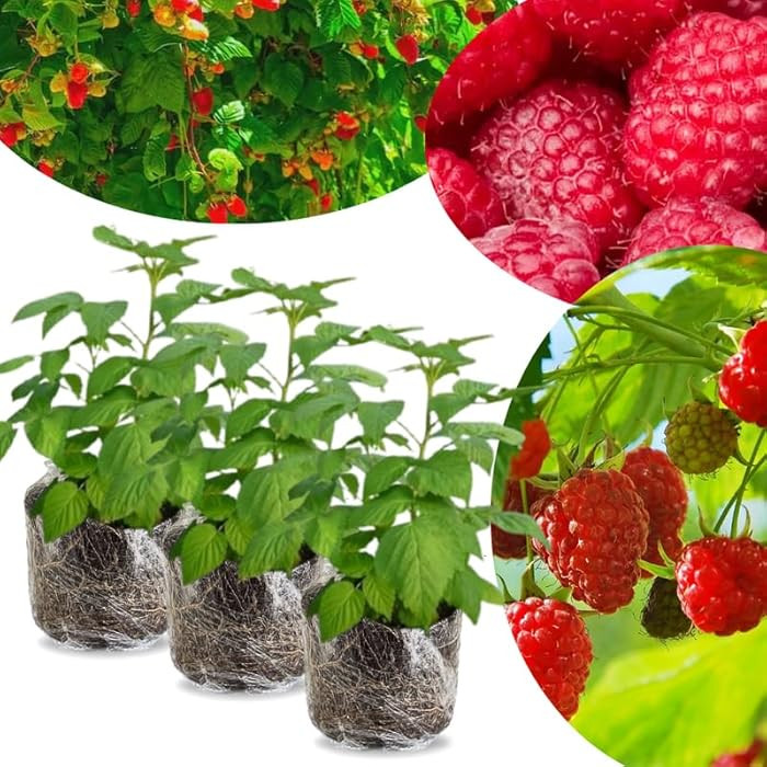 3 Plugs Raspberry Plants Live for Planting, Starter 3-5" in Tall, Sweet Raspberry Plants Bushes R... | Amazon (US)