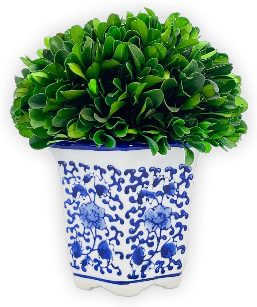 Galt International 7" Naturally Preserved Real Boxwood Ball in Hand-Painted Blue & White China Po... | Amazon (CA)