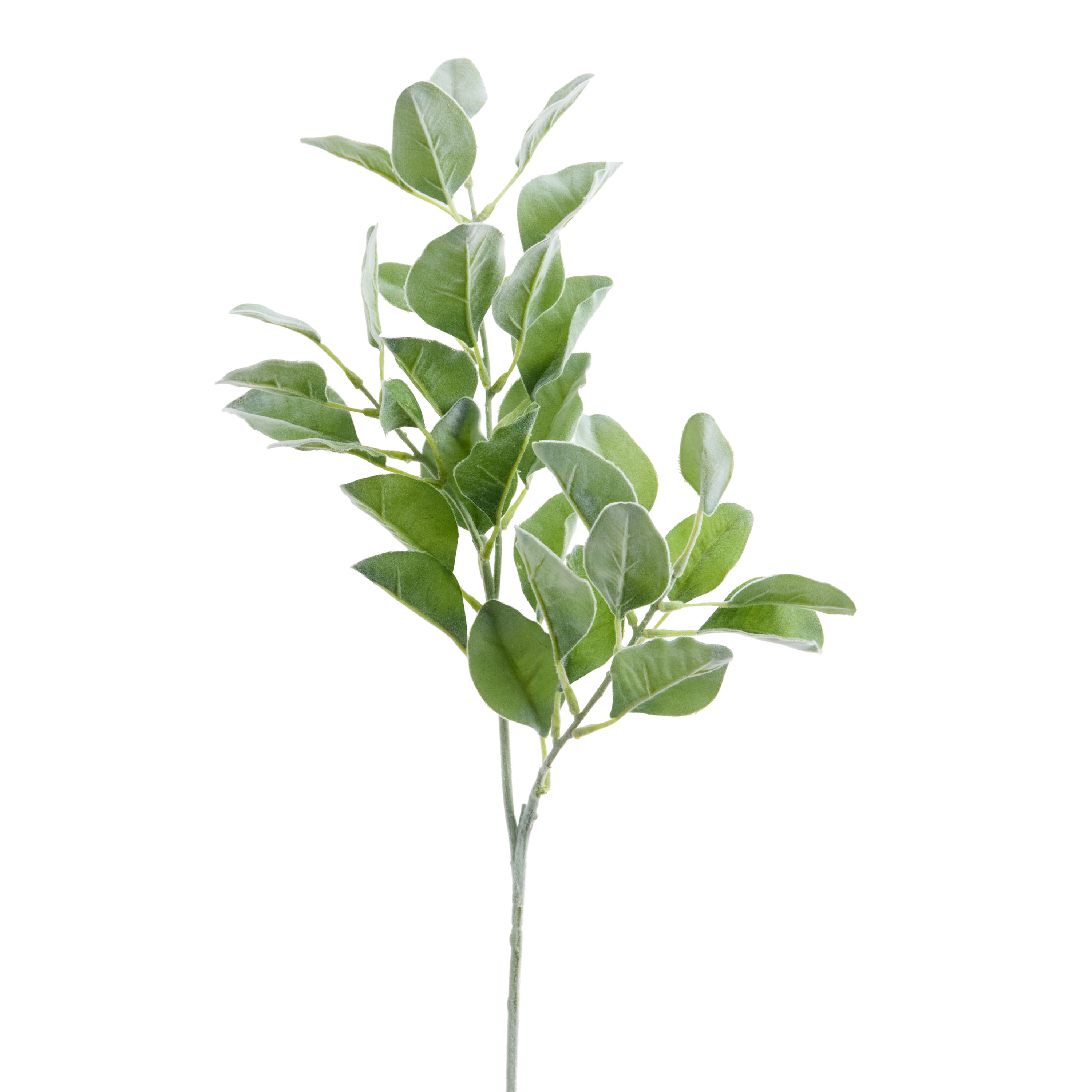 Frosted Green Faux Lamb's Ear Stem 25 Inch | World Market