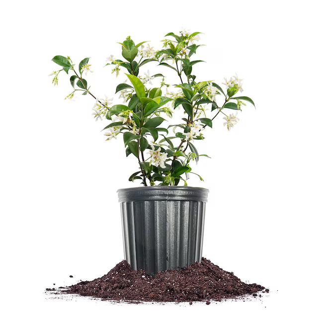 Perfect Plants 1 -Gallon Pot Confederate Jasmine | Lowe's