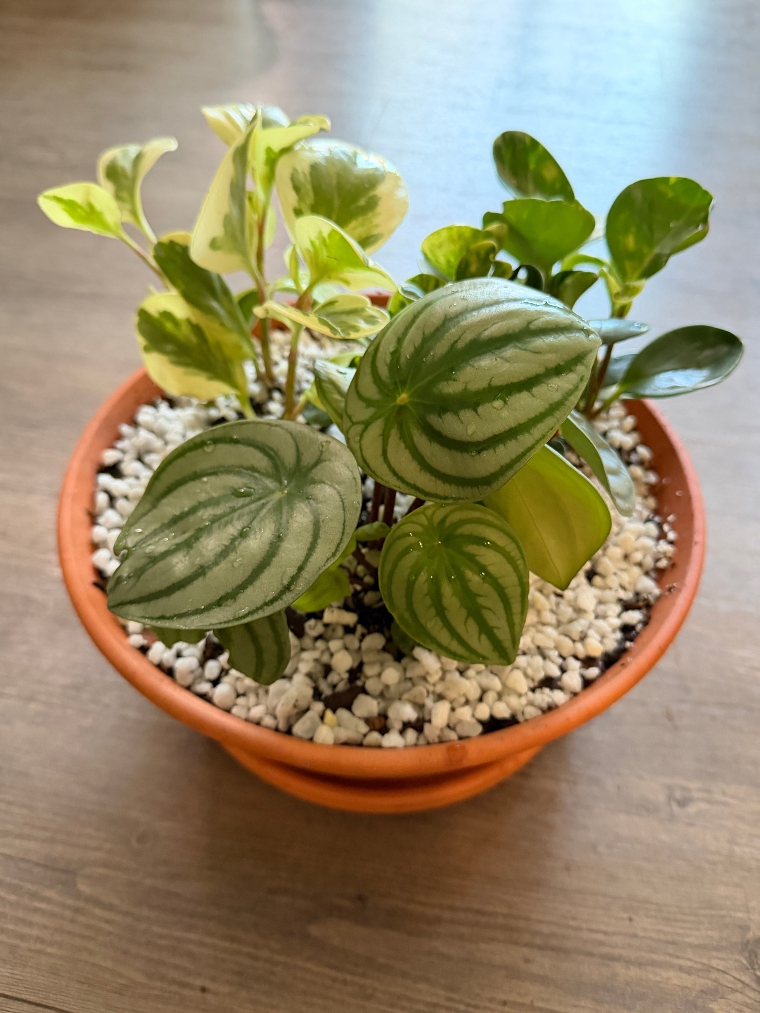 Just love a cute terracotta bowl and peperomias 🤭