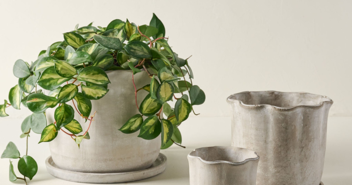 Alice Scalloped Cement Planter | Magnolia