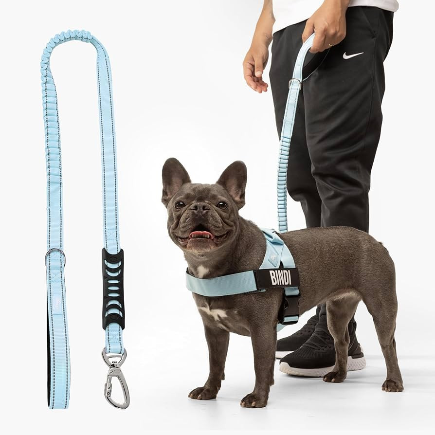 DF Co. Bungee Dog Leash | Strain Free & Shock Resistant for Control | Neoprene Padded Handle, Hea... | Amazon (US)