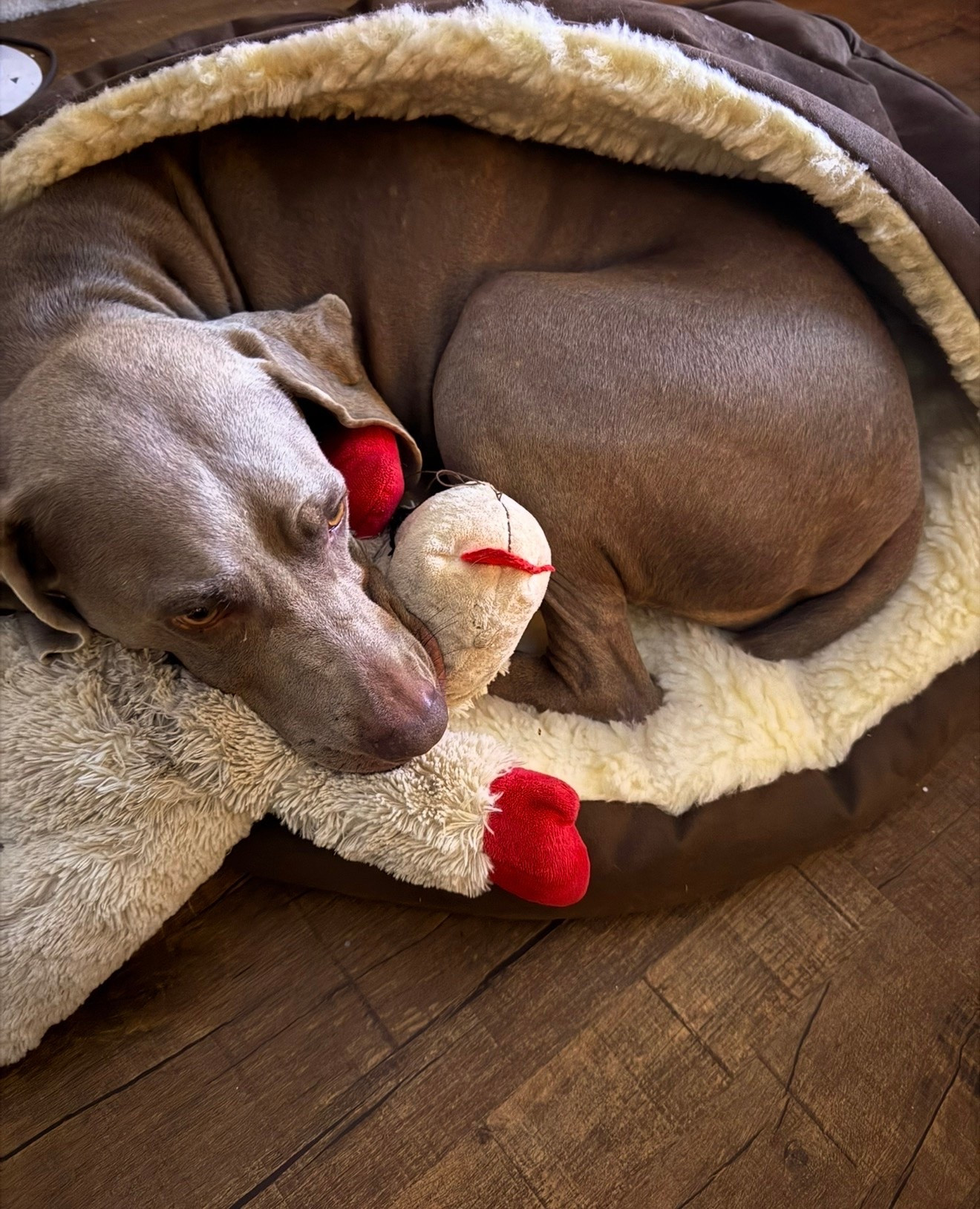 My dog Griffey is loving his new cave bed for winter and his Lamb Chop dog toy! ❤️ Hos dog bed is currently on sale! @Chewy @Walmart