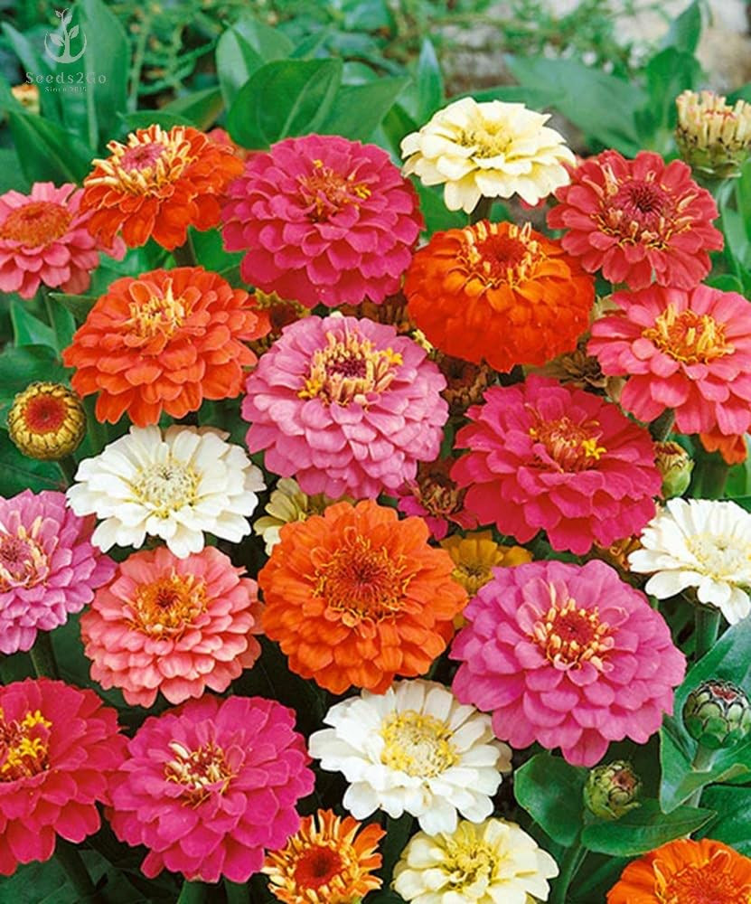 Zinnia California Giant Flower Seeds, Bulk Pack 8 Oz, 22,000+ Seeds by Seeds2Go | Amazon (US)